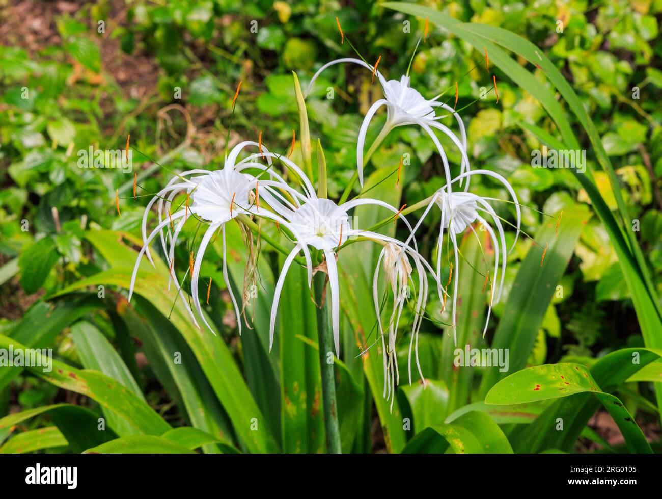 White Hymenocallis flowers in Ann Siang Hill Park, Singapore Stock Photo