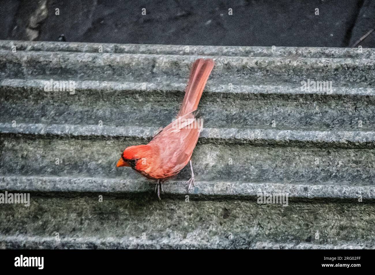 Male Northern Cardinal, Cardinalis cardinalis, in a garden in Greenwich Village, New York City, NY, USA Stock Photo