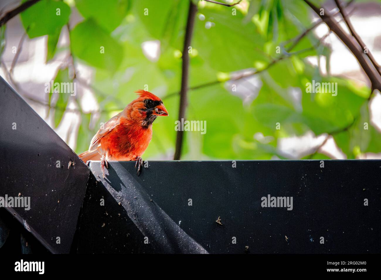 Male Northern Cardinal, Cardinalis cardinalis, with a worm in his beak in a garden in Greenwich Village, New York City, NY, USA Stock Photo