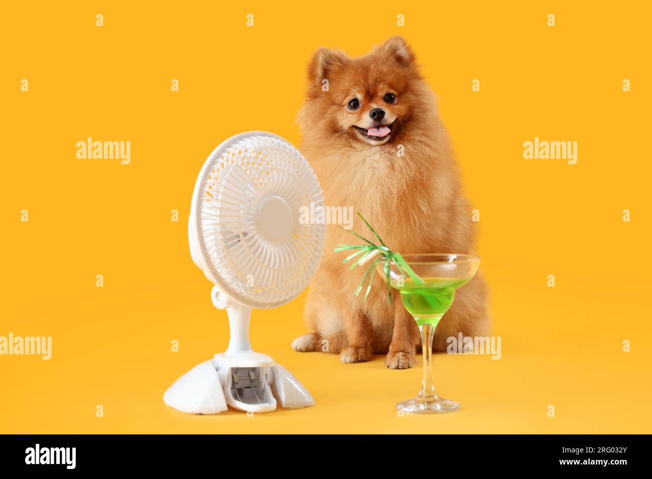 Cute Pomeranian spitz with electric fan and cocktail sitting on yellow background Stock Photo Alamy