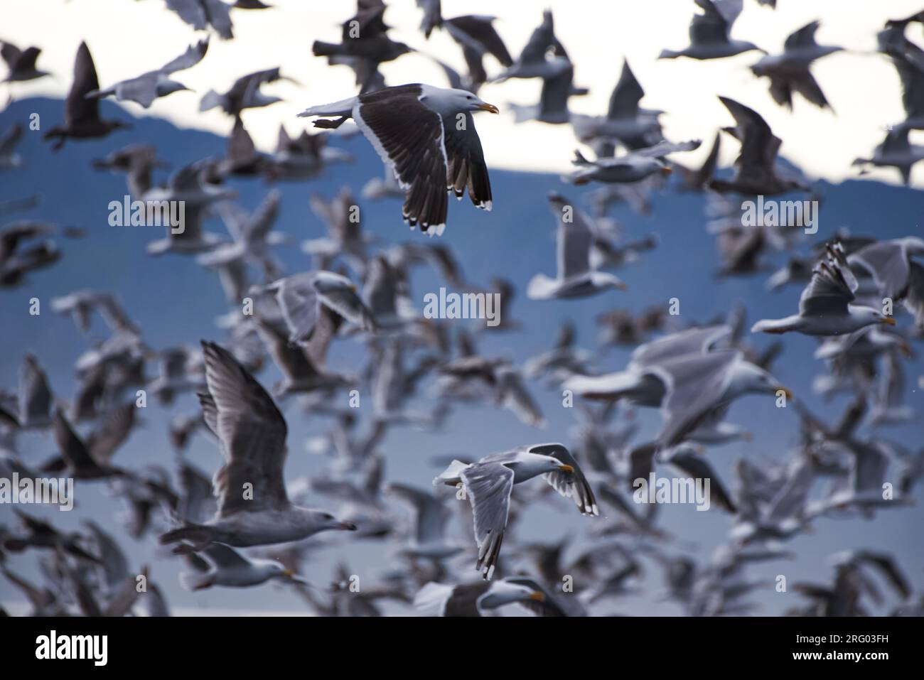 Thick flock of seagulls swarming over Arctic Ocean in the mouth of Kamoyfjorden in Northern Norway after catching capelin from the surface of the ocea Stock Photo