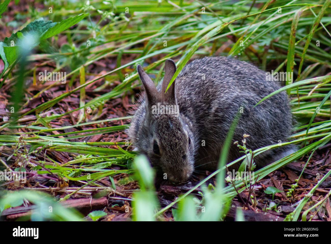 Rabbit in grass hi-res stock photography and images - Alamy