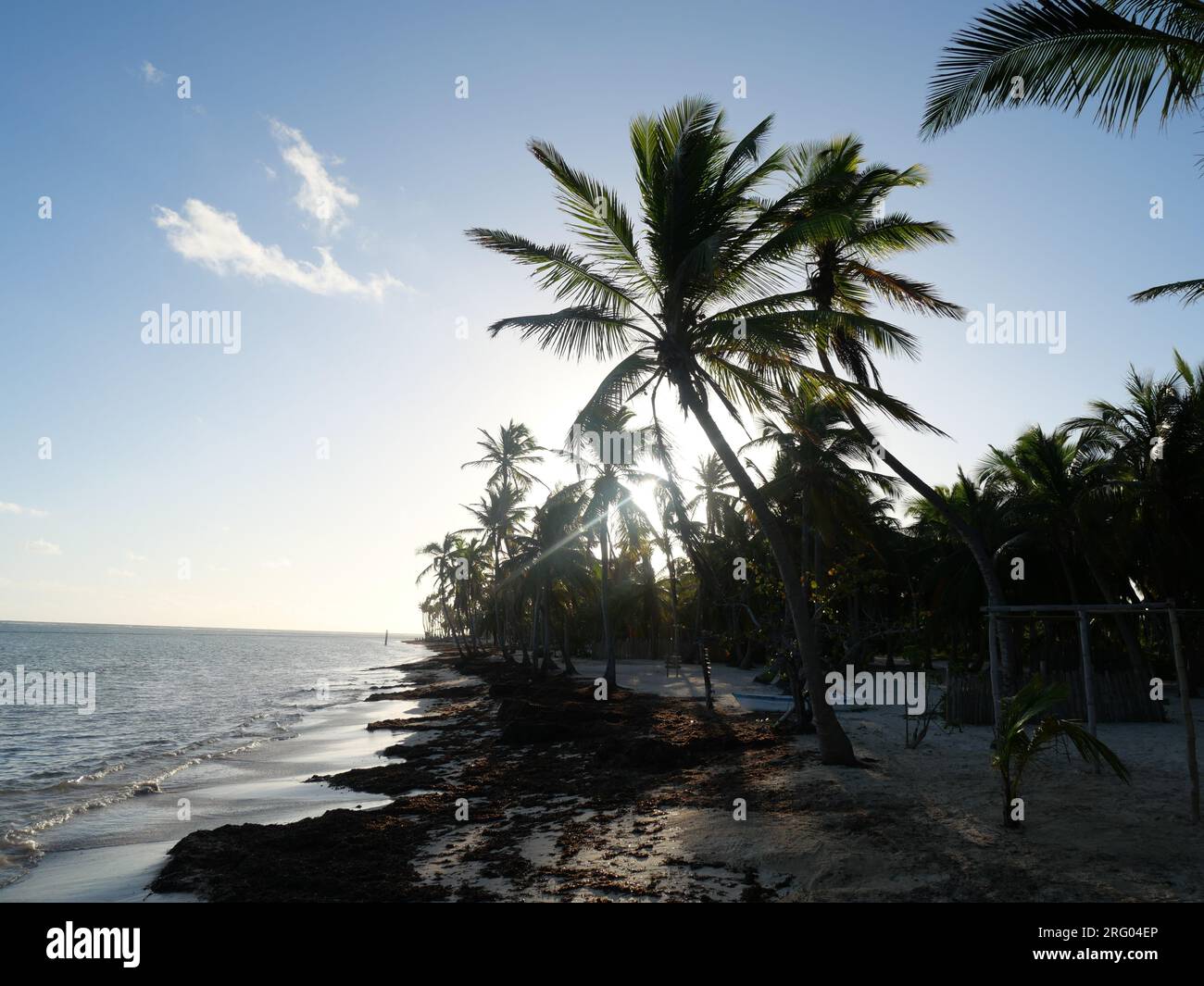 Sunlight through palm tree hi-res stock photography and images - Alamy