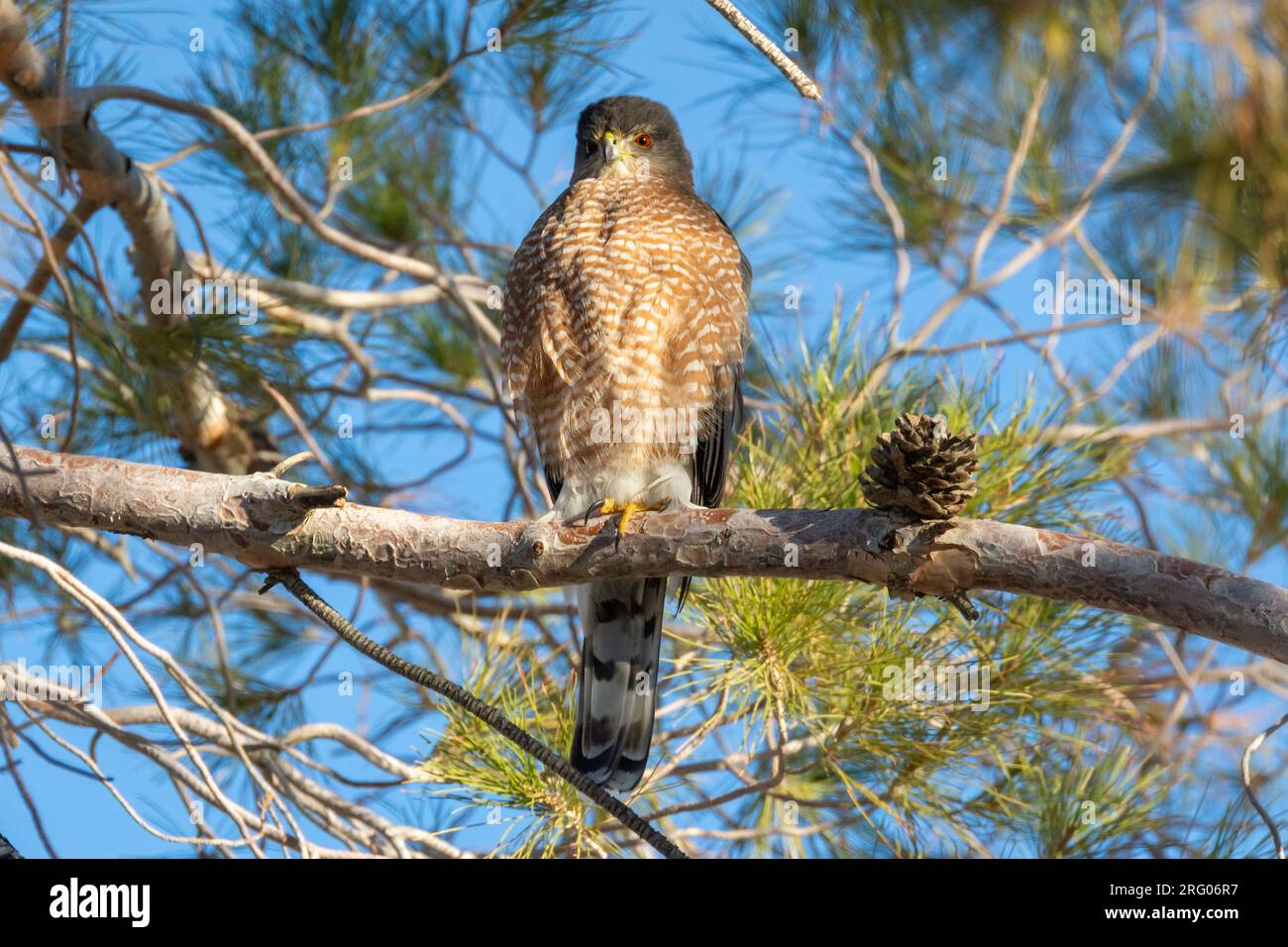A mature adult Cooper's hawk (Accipiter cooperii) sits on a branch in the morning sun. Stock Photo