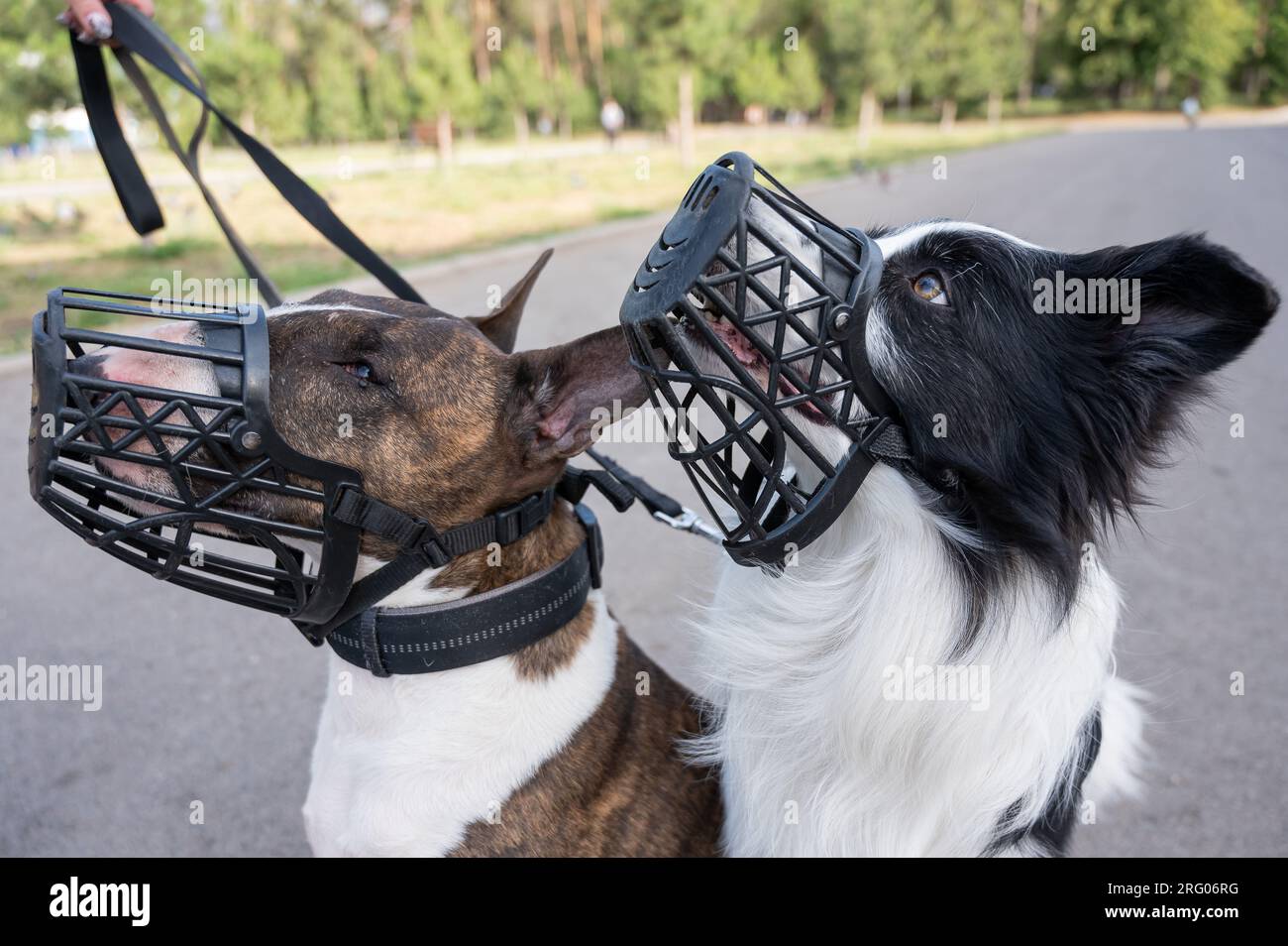 Border best sale collie muzzle