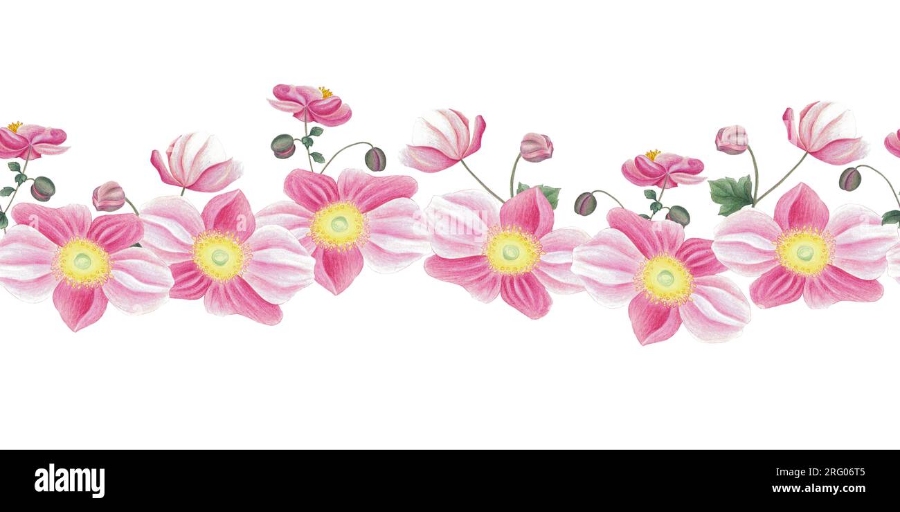 Seamless border with pink anemone, leaves and bud. Hand drawn illustration isolated on white. Botanical background for fabric, wrapping paper Stock Photo