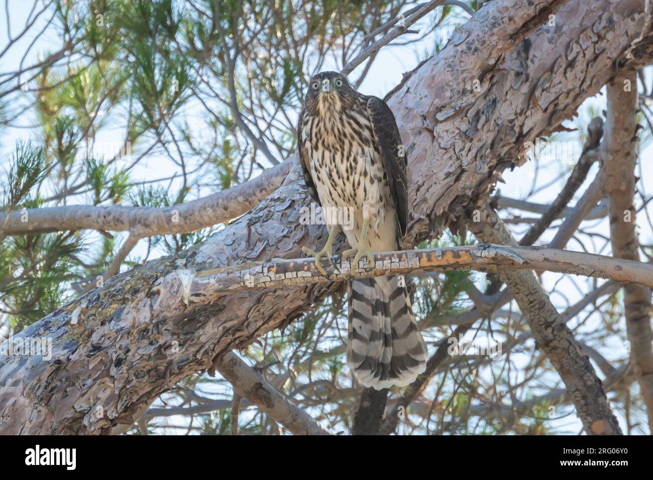 Coopers hawk tail feathers hires stock photography and images Alamy