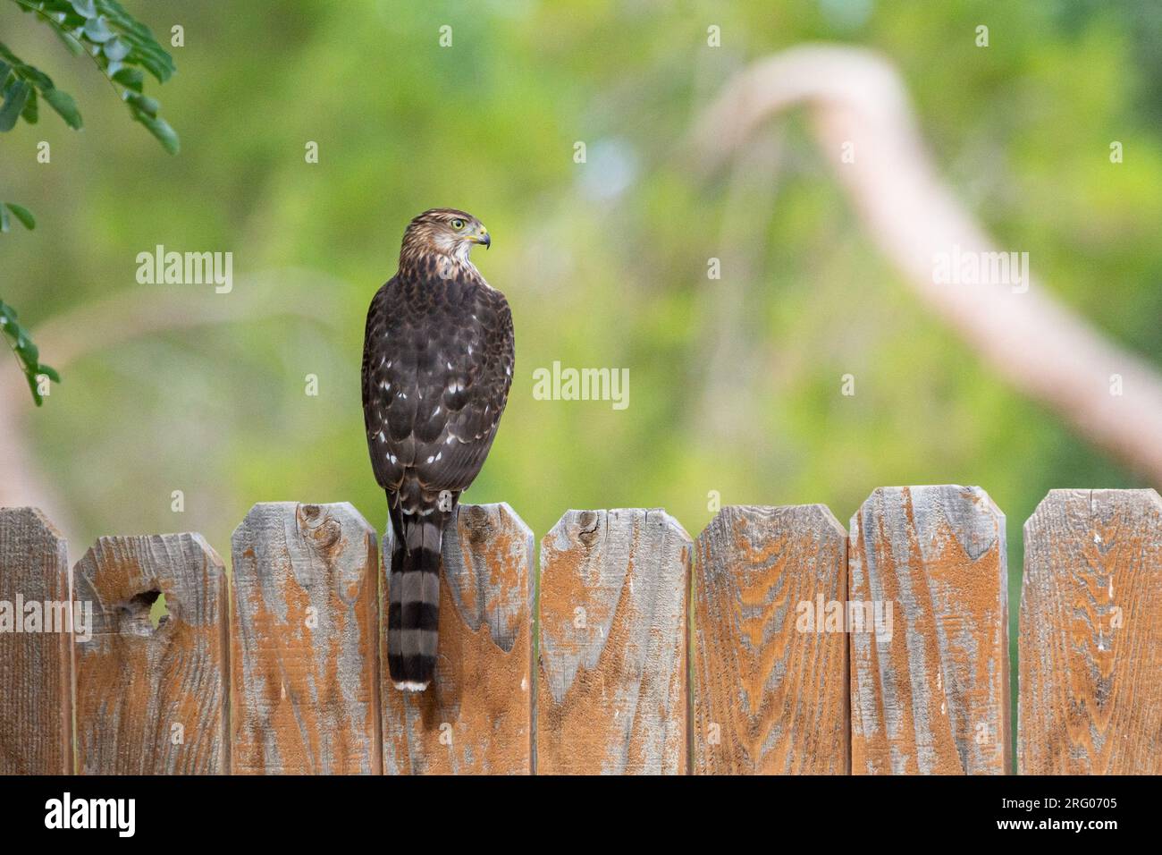 An immature Cooper's hawk (Accipiter cooperii) sits on a wooden fence. Stock Photo