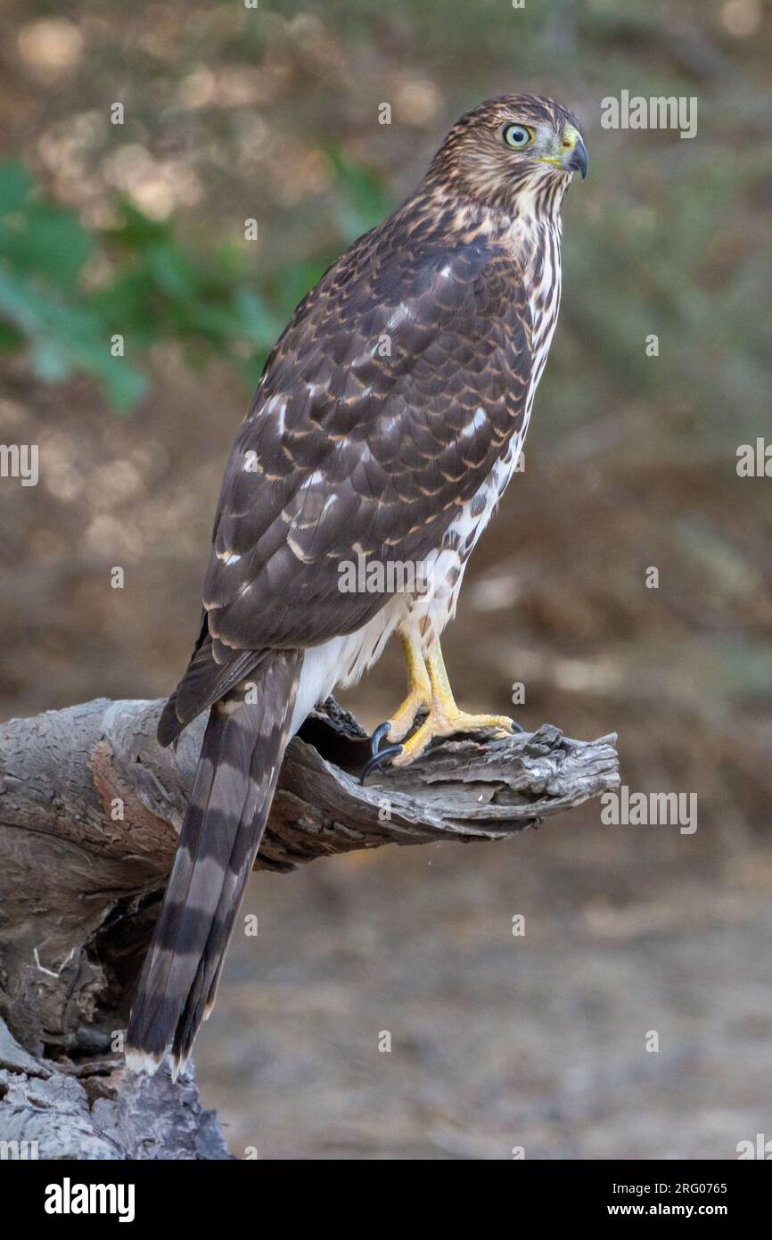 An immature Cooper's hawk (Accipiter cooperii) sits on a tree stump. Stock Photo