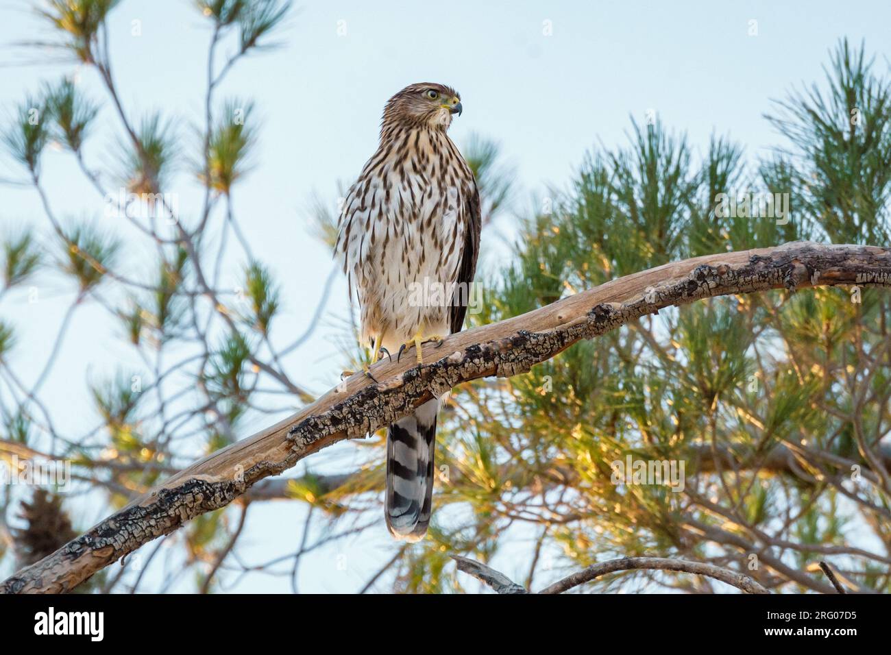 An immature Cooper's hawk (Accipiter cooperii) sits on a branch in the early morning sun. Stock Photo