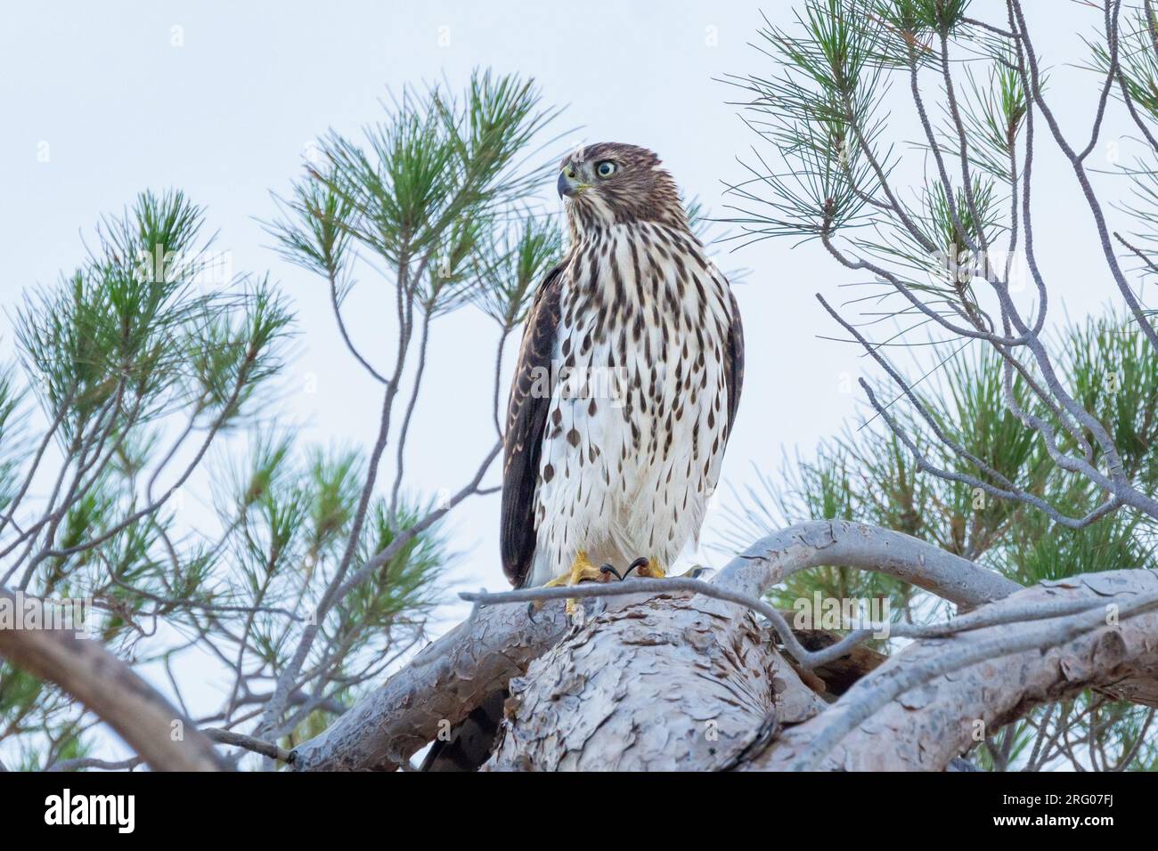 An immature Cooper's hawk (Accipiter cooperii) sits on a branch. Stock Photo