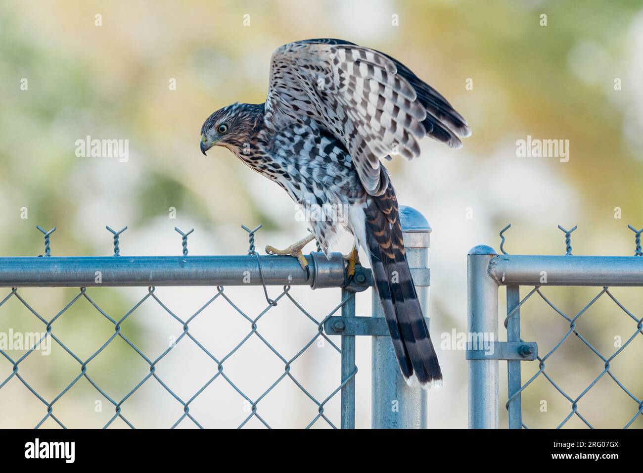 An immature Cooper's hawk (Accipiter cooperii) sits on a fence and stretches its wings.. Stock Photo