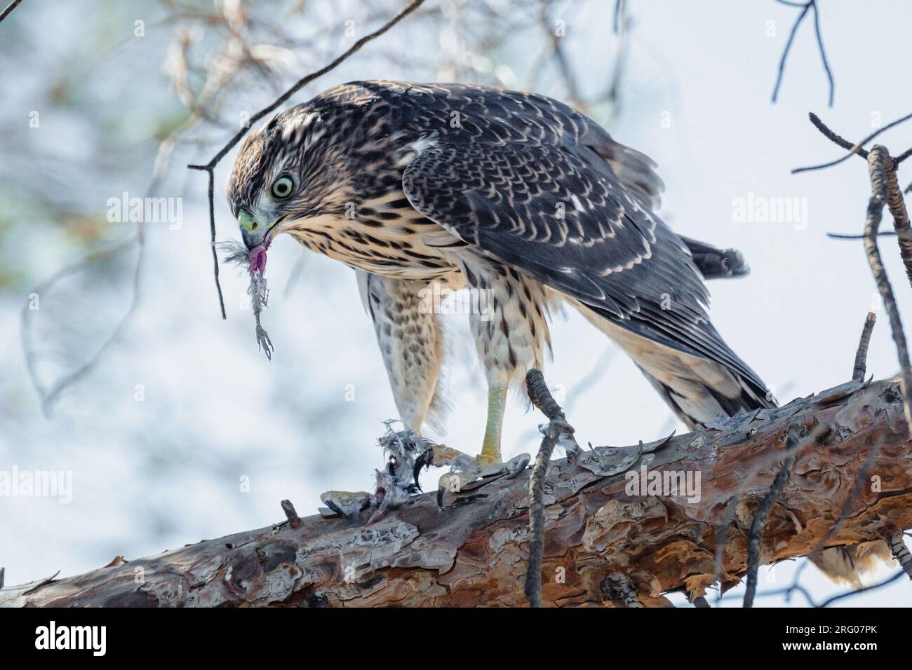 An immature Cooper's hawk (Accipiter cooperii) sits on a branch eating a house finch.. Stock Photo