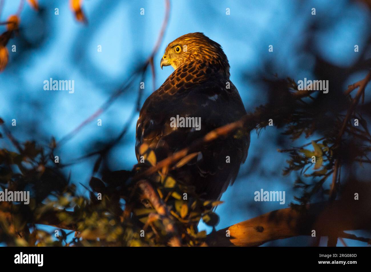 An immature Cooper's hawk (Accipiter cooperii) sits on a branch at sunset. Stock Photo