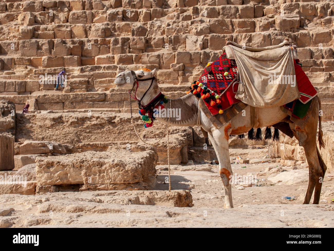 Camel egypt phone hi-res stock photography and images - Alamy