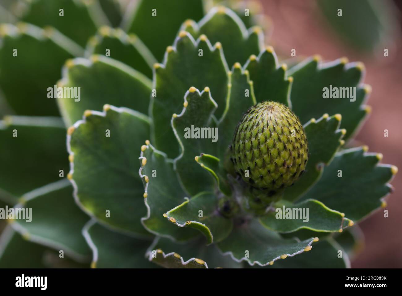 Yellow Bird Pincushion Flower Bud With Leaves (Leucospermum cordifolium