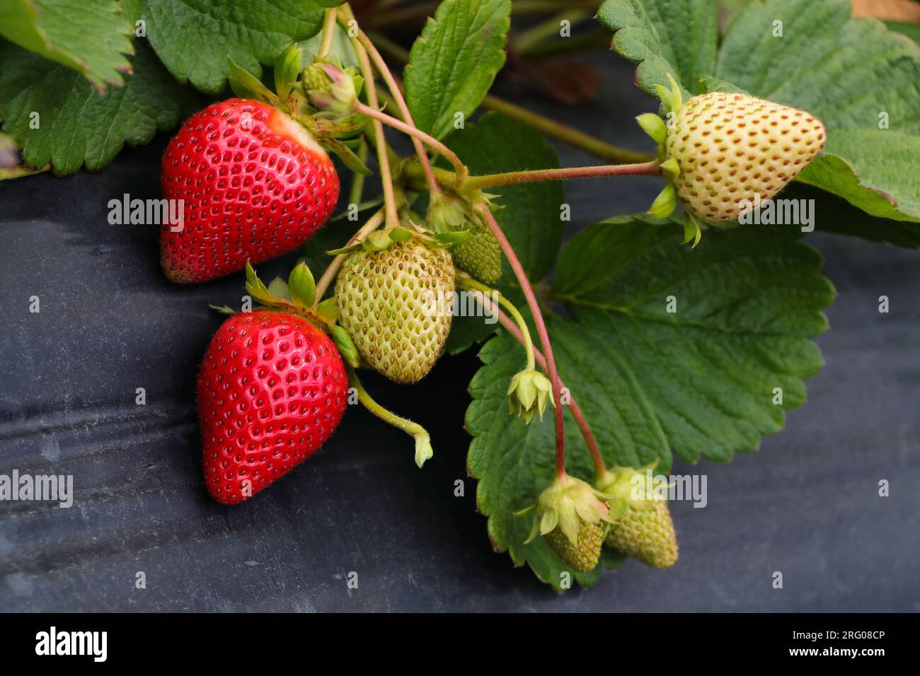 Fresh Ripening Cultivated Strawberry Fruit (Fragaria x ananassa) Stock Photo