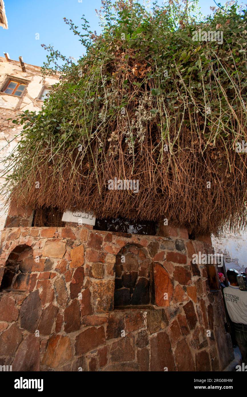 Africa, Egypt, Sinai Peninsula. The famous burning bush at St