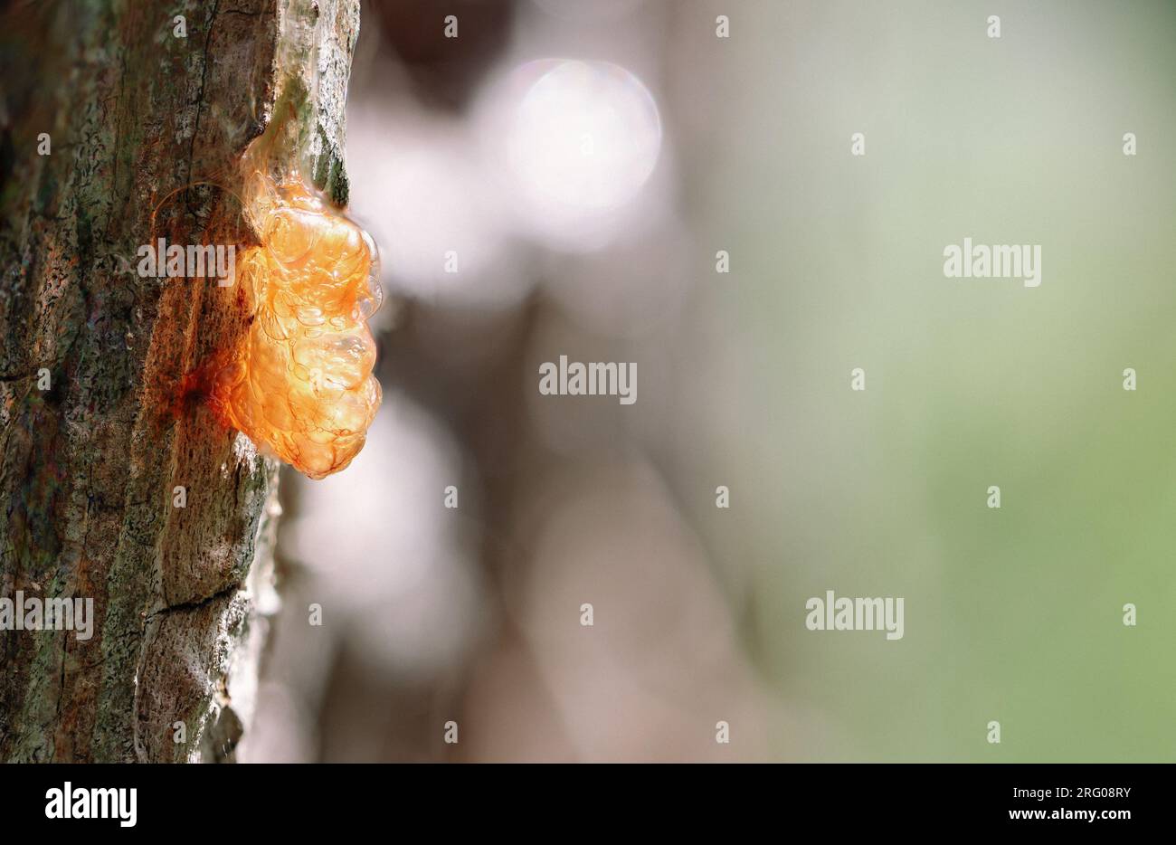 Resin / sap on the side of a tree. The sap has caught the light in an interesting way and seems to glow. It is orange / yellow. A natural phenomenon. Stock Photo