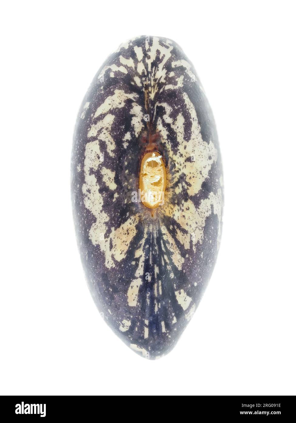 Single garden bean (Phaseolus vulgaris - Tendergreen Improved variety) seed Stock Photo