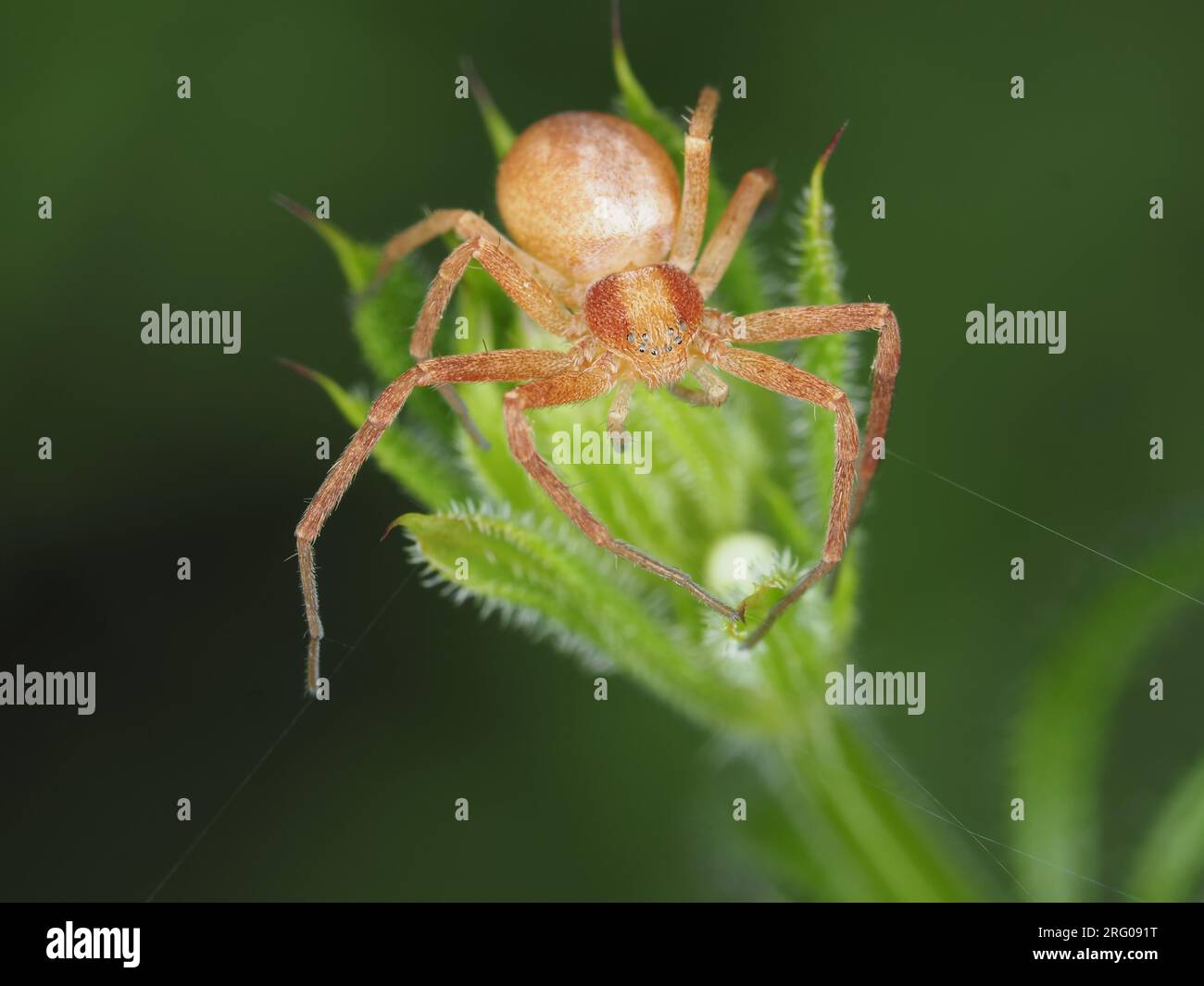 Spider identified as Philodromus sp. running crab spider Stock Photo