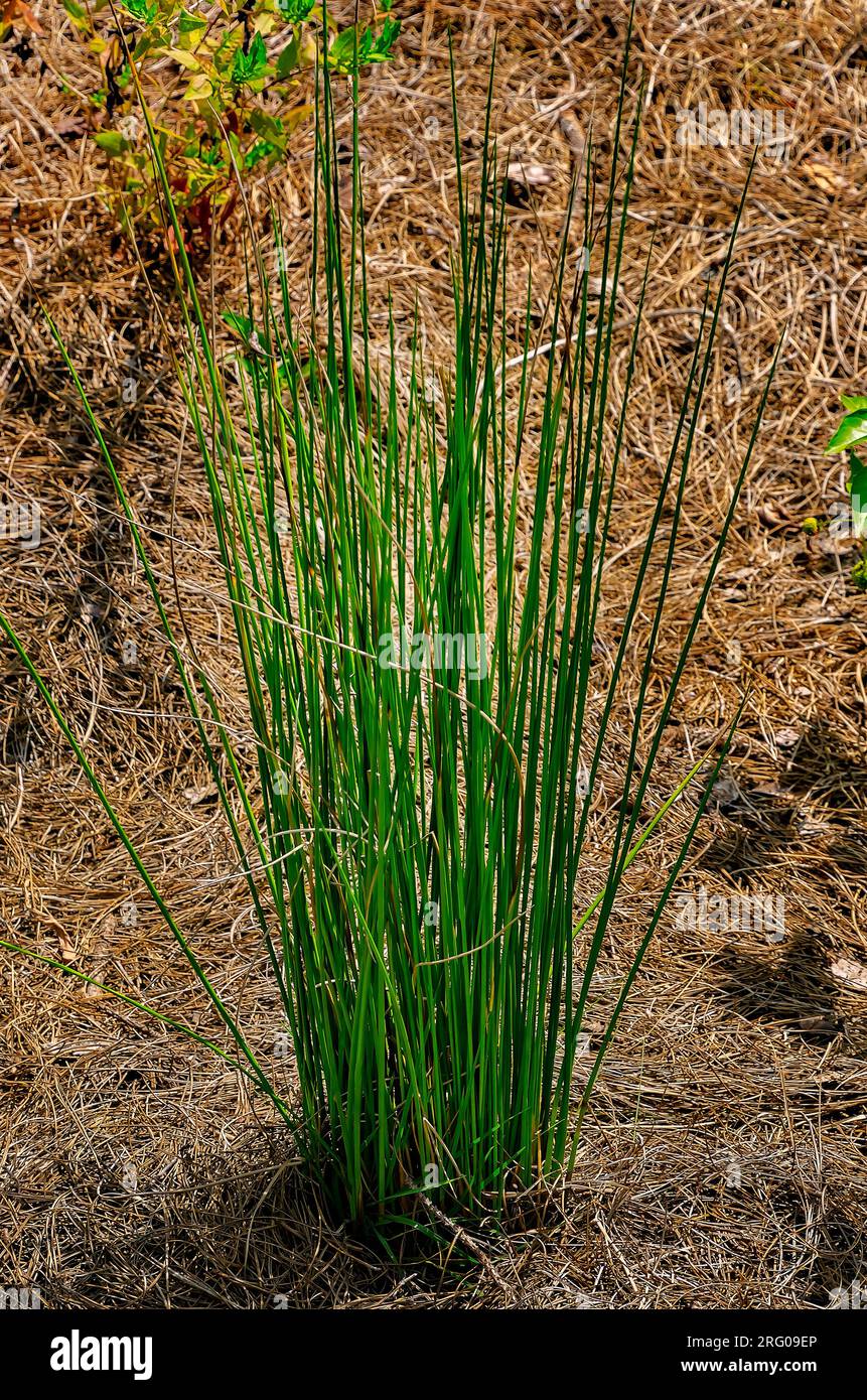 Common rush (Juncus effusus) is planted in the bioswale at Africatown Heritage House, Aug. 5, 2023, in Mobile, Alabama. Stock Photo