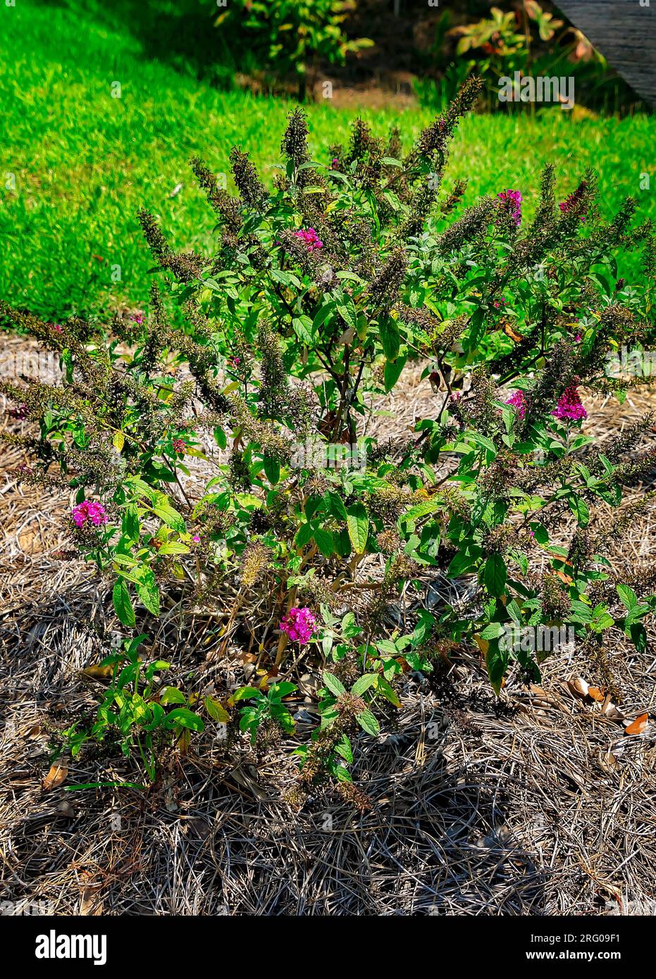 Butterfly bush (Buddleja) is planted in the bioswale at Africatown Heritage House, Aug. 5, 2023, in Mobile, Alabama. Stock Photo