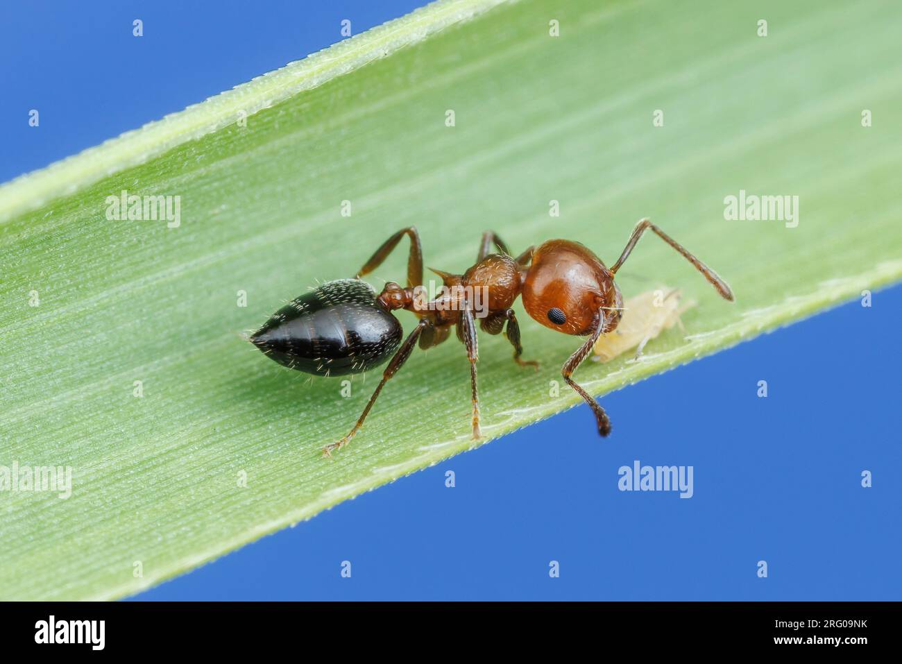 An Acrobat Ant (Crematogaster laeviuscula) worker tends a Sugarcane Aphid  (Melanaphis sacchari) for its honeydew. Stock Photo