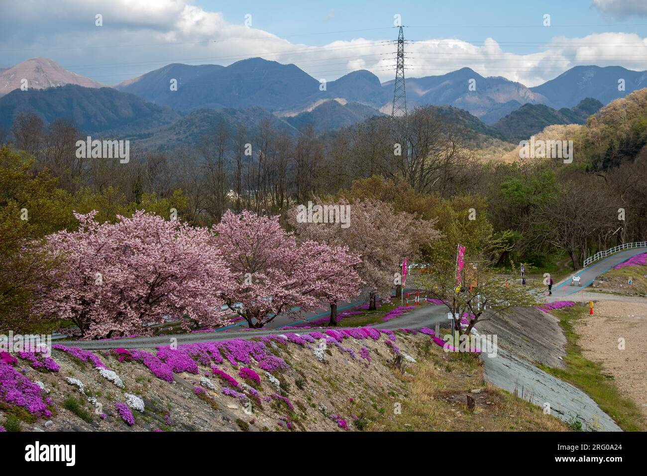 Shibazakura (Moss Phlox) festival at Tachiya River Park, Yamagata, Japan Stock Photo