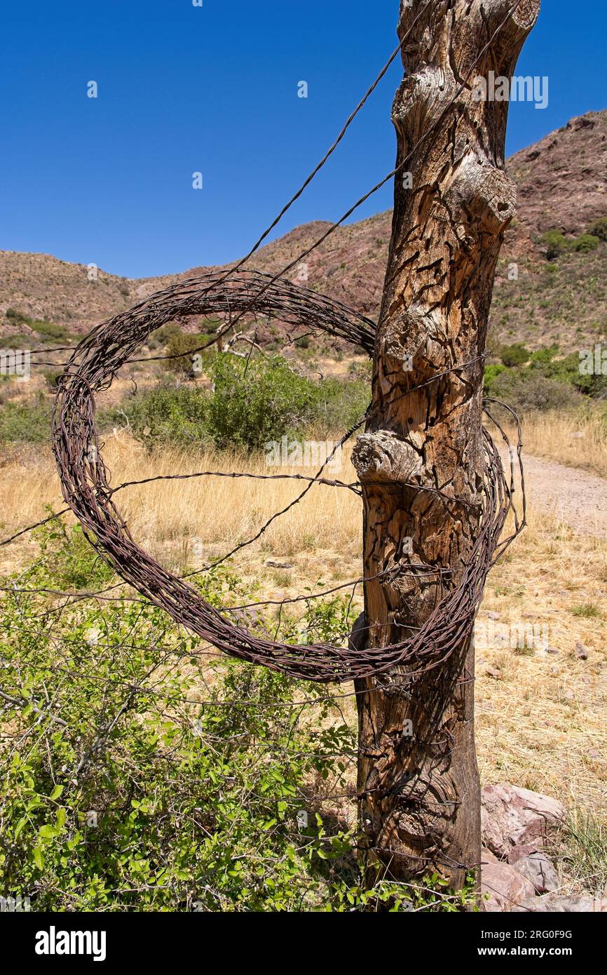 Coil of barbed wire fencing hanging from knotted tree post on golden slopes of Organ mountains at  Organ Mountains-Desert Peaks National Monument Stock Photo