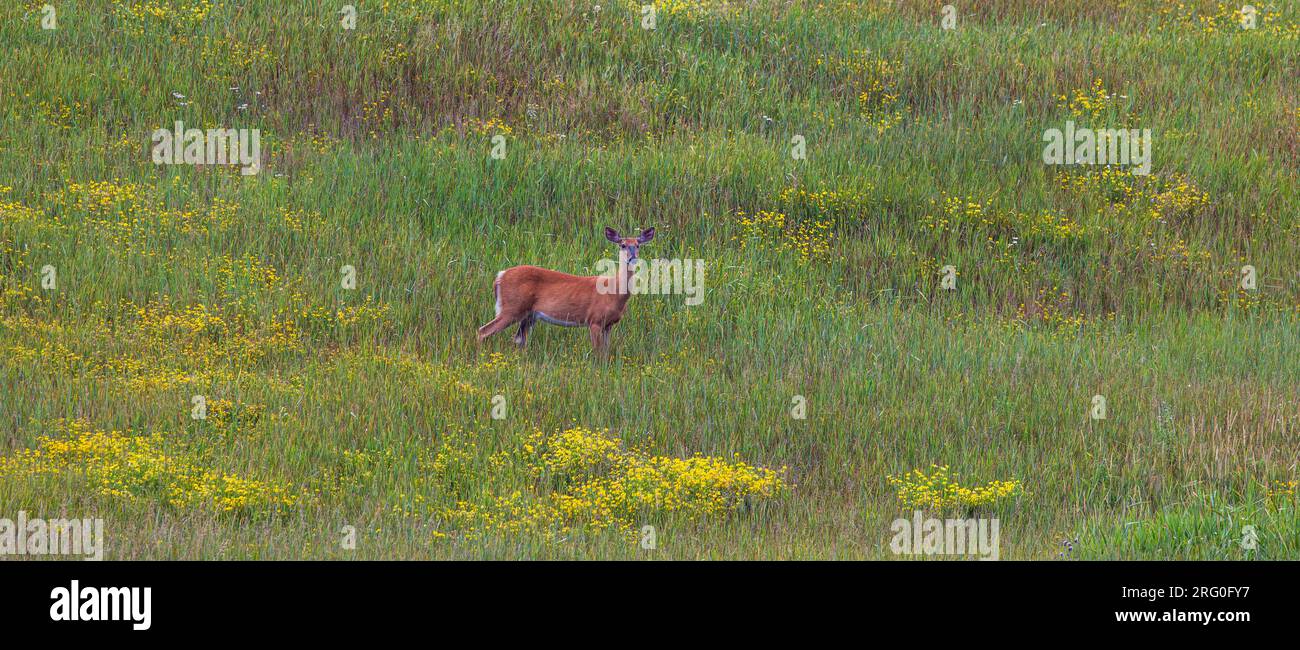 White-tailed doe (injured eye) standing in a field of bird's foot trefoil in northern Wisconsin. Stock Photo