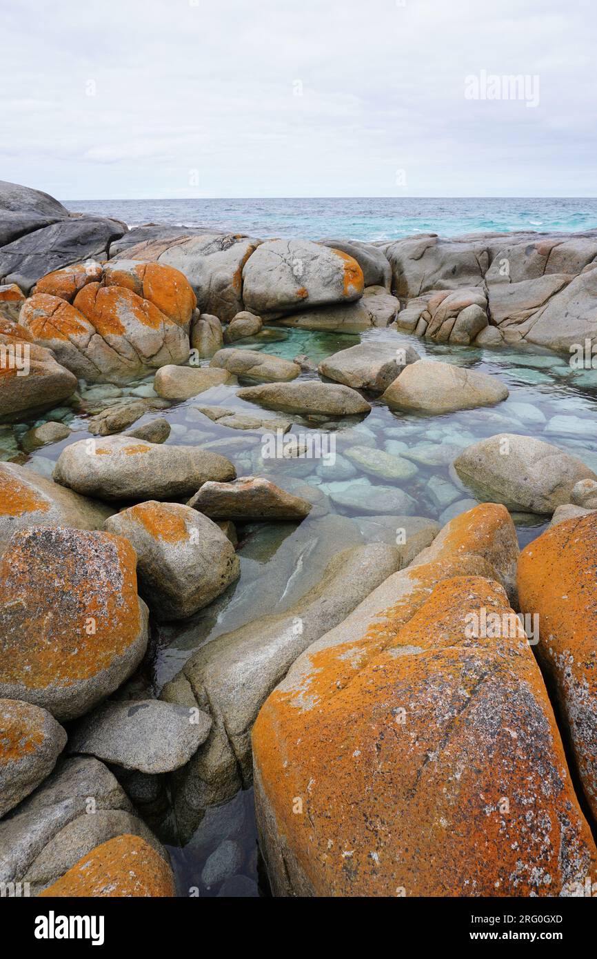 Rocks covered with orange algae on the coast in Bay of Fires, Tasmania ...