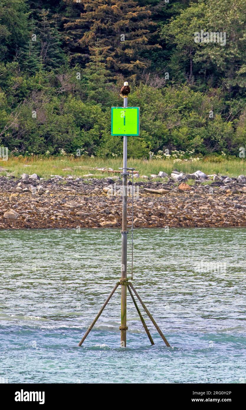 Bald eagle perched atop a channel marker Stock Photo