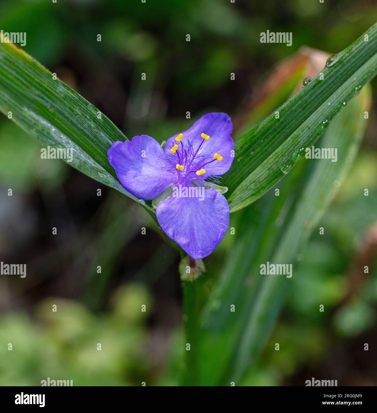 Virginia spiderwort, Tremastarblomma (Tradescantia virginiana) Stock Photo