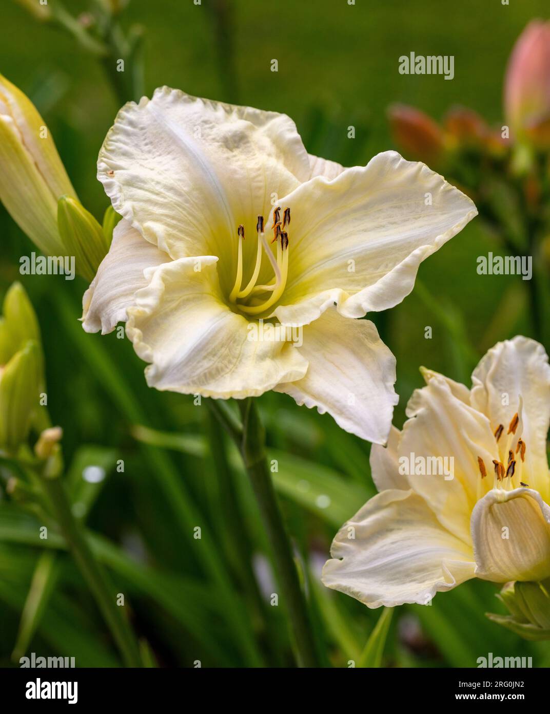 American hemerocallis society hi-res stock photography and images - Alamy