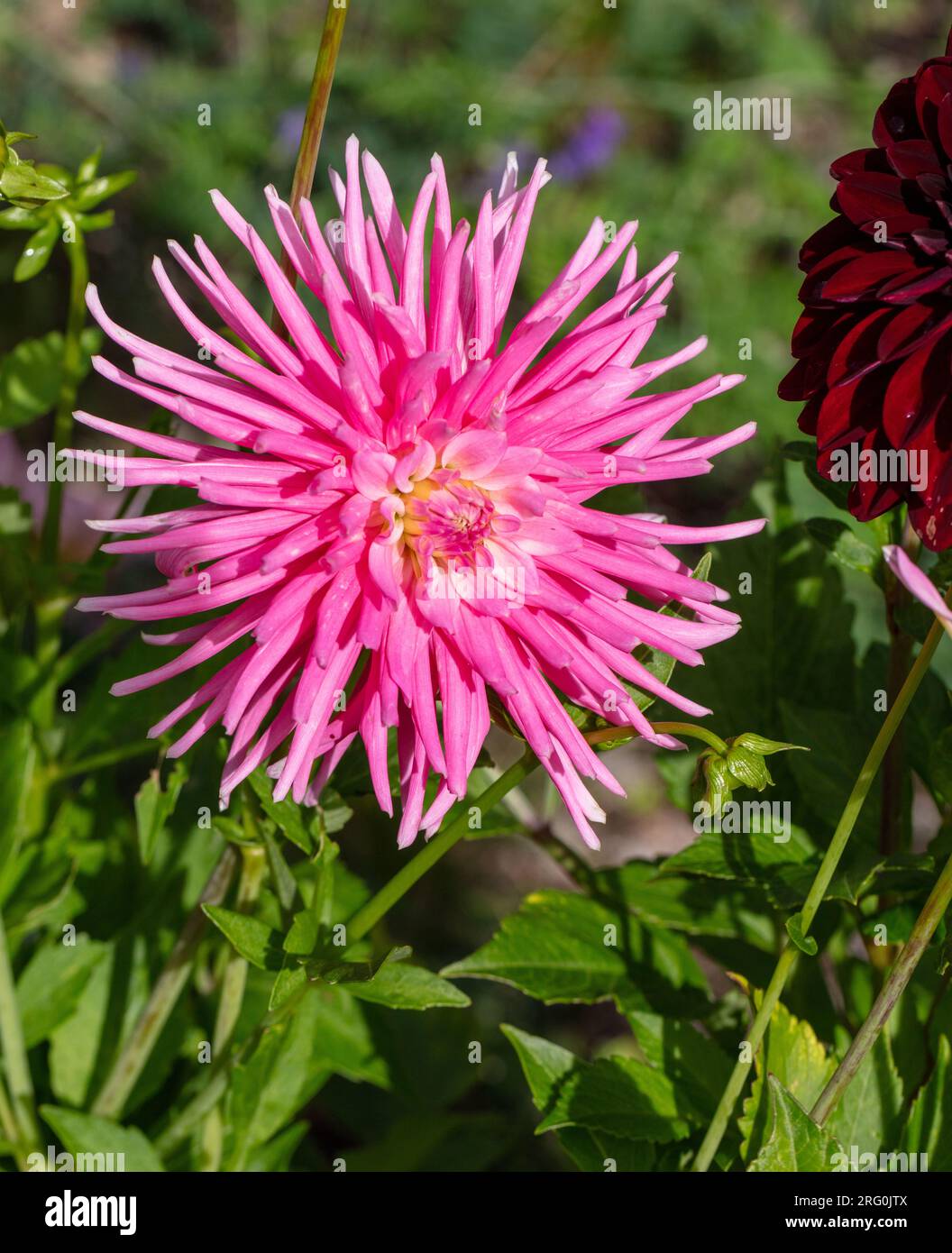 'Good Earth' Cactus dahlia, Kaktusdahlia (Dahlia x Hortensis Stock