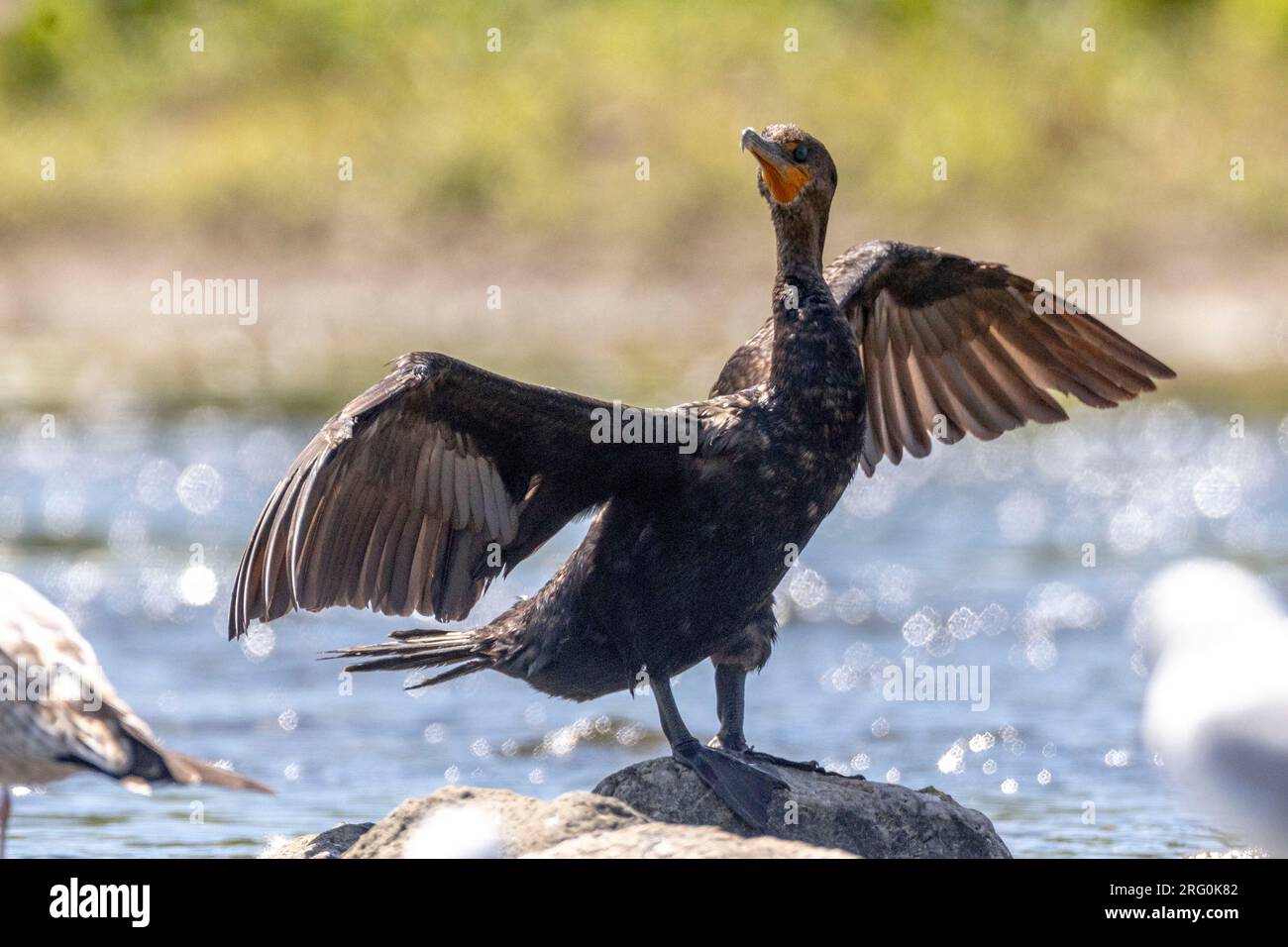 (Ottawa, Canada---06 August 2023) Double-crested cormorant on the Rideau River. Photograph Copyright 2023 Sean Burges / Mundo Sport Images. Stock Photo