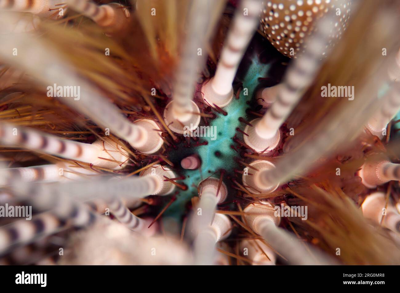 Detail of Double-spined Urchin, Echinothrix calamaris, night dive, Scuba Seraya Beach Resort house reef, Karangasem, Bali, Indonesia Stock Photo