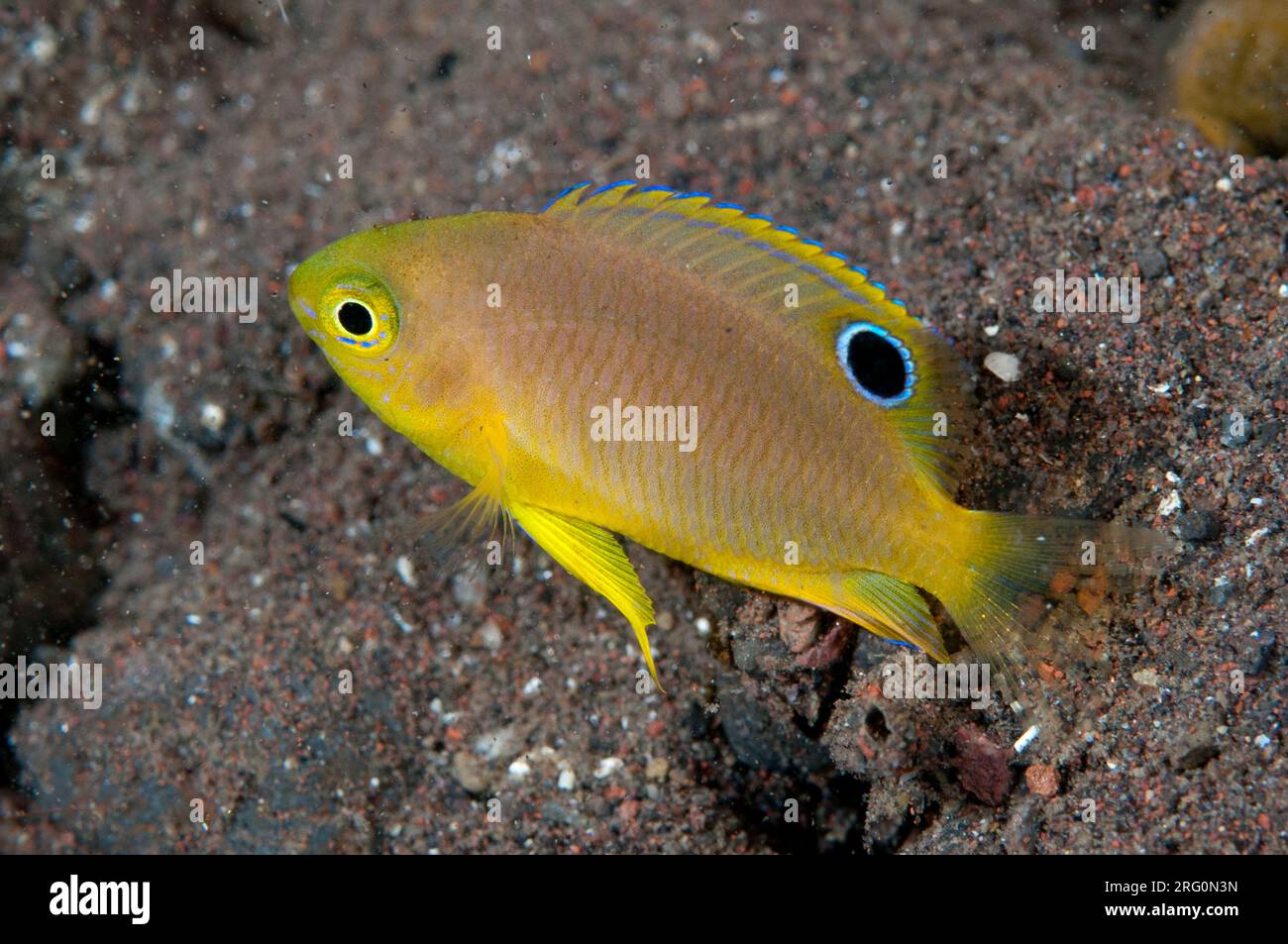 Ambon Damselfish, Pomacentrus amboinensis, Scuba Seraya House Reef dive site, Seraya, Bali, Indonesia Stock Photo