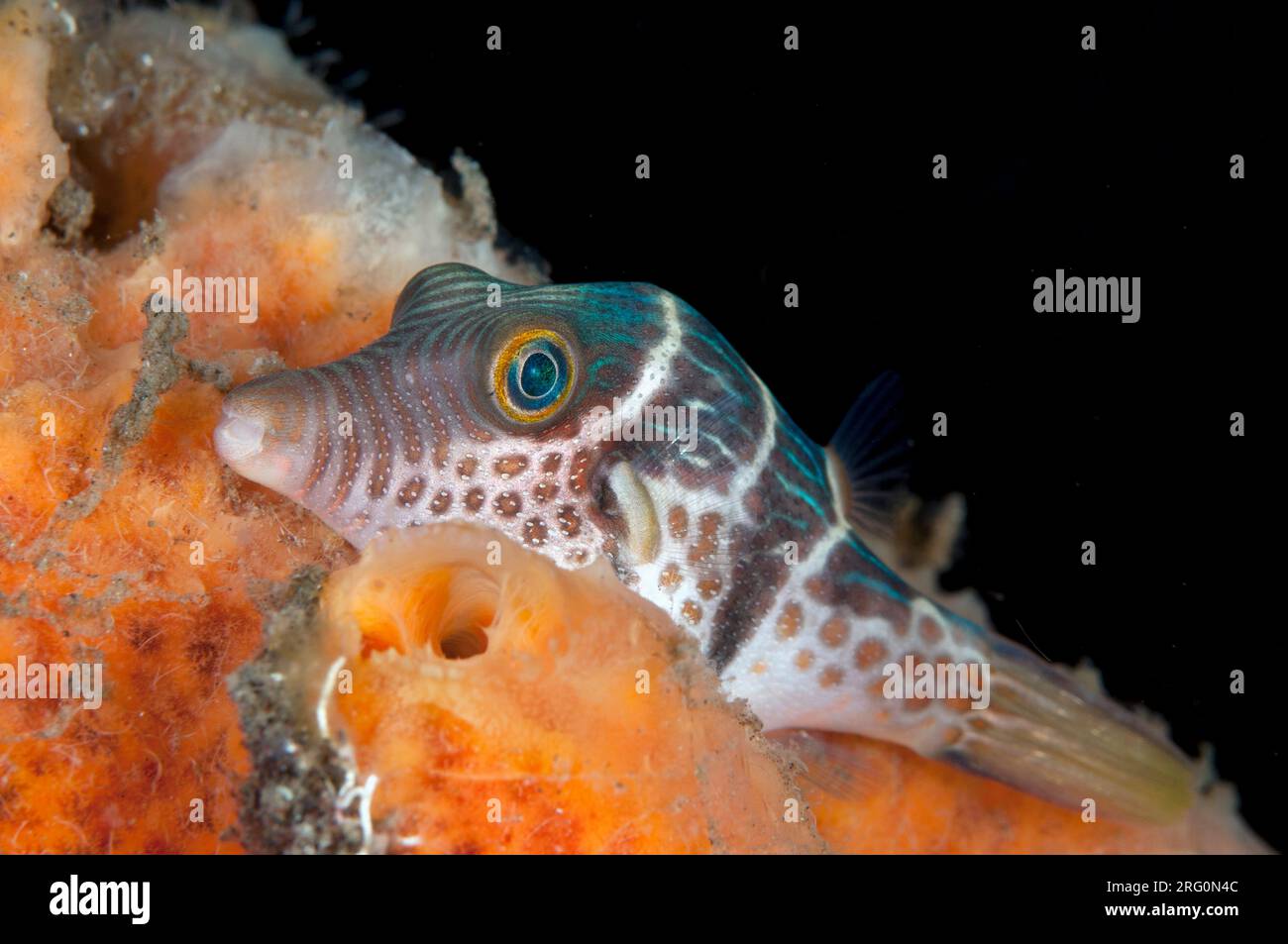 Black-saddled Toby, Canthigaster valentini, resting on sponge, Porifera Phylum, night dive, Scuba Seraya house reef dive site, Seraya, Karangasem, Bal Stock Photo