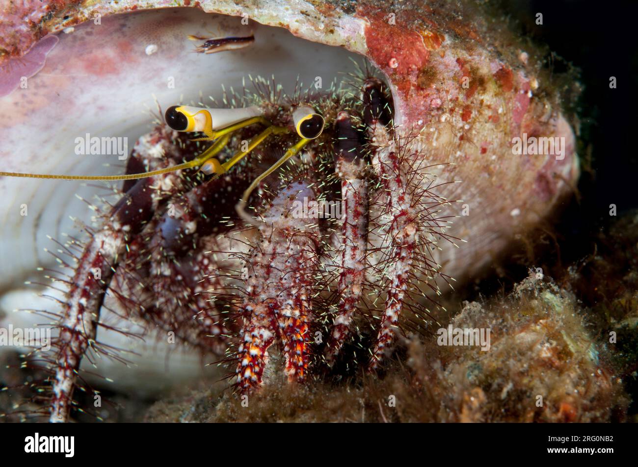 Dark Knee Hermit Crab, Dardanus lagopodes, in shell with Snapping Shrimp, Synalpheus sp, Lombok Fields dive site, Seraya, Bali, Indonesia Stock Photo
