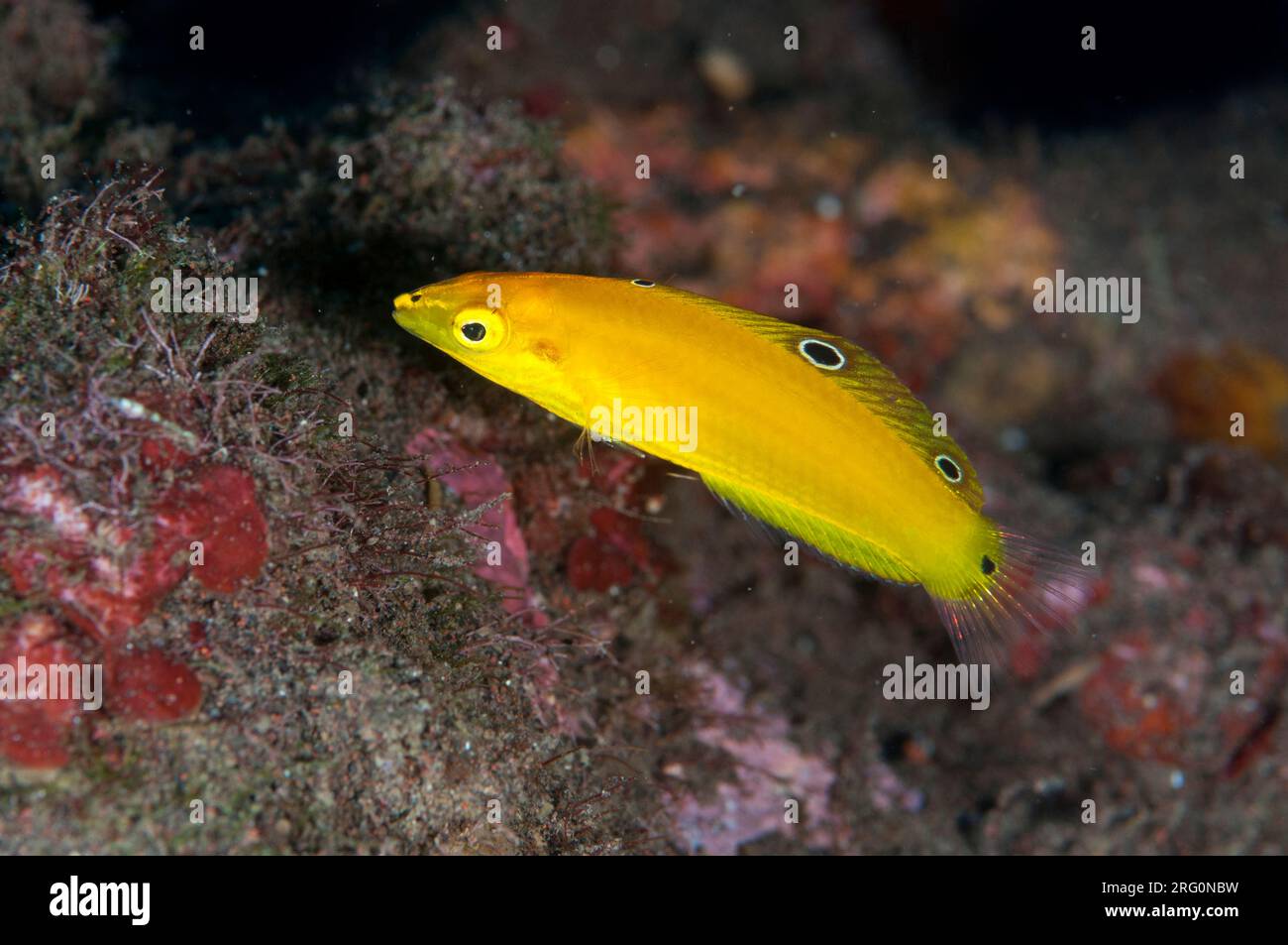 Canary Wrasse, Halichoeres chrysus, Scuba Seraya house reef dive site, Seraya, Karangasem, Bali, Indonesia Stock Photo