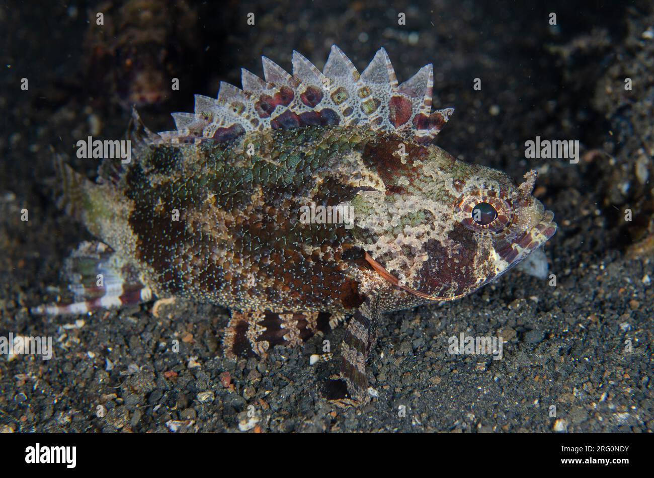 False Scorpionfish, Centrogenys vaigiensis, night dive, TK1 dive site
