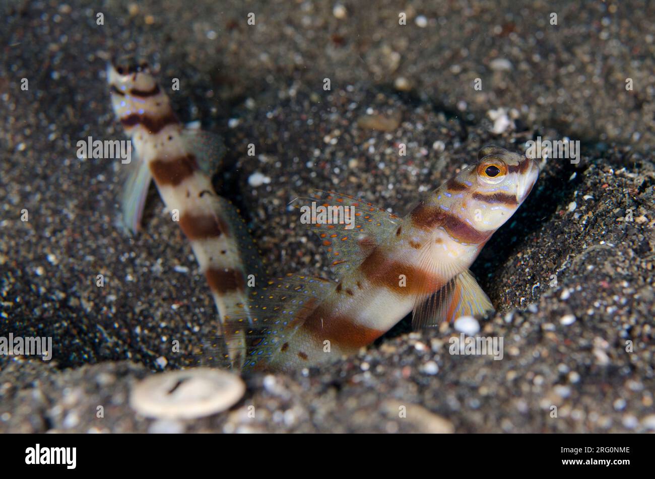 Pair of Slantbar Shrimpgobies, Amblyeleotris diagonalis, on sand by hole, Aer Bajo dive site, Lembeh Straits, Sulawesi, Indonesia Stock Photo