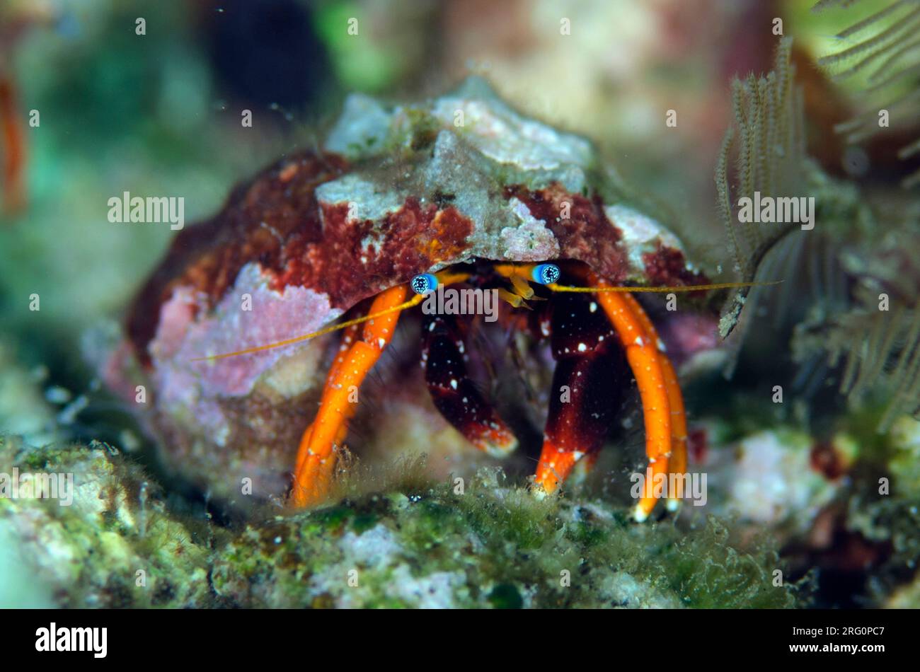 Gaimard's Hermit Crab, Calcinus gaimardii, Angel's Window dive site, Lembeh Straits, Sulawesi, Indonesia Stock Photo