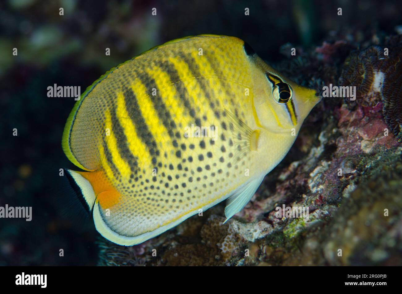 Spot-Banded Butterflyfish, Chaetodon punctatofasciatus, Nudi Retreat dive site, Lembeh Straits, Sulawesi, Indonesia Stock Photo