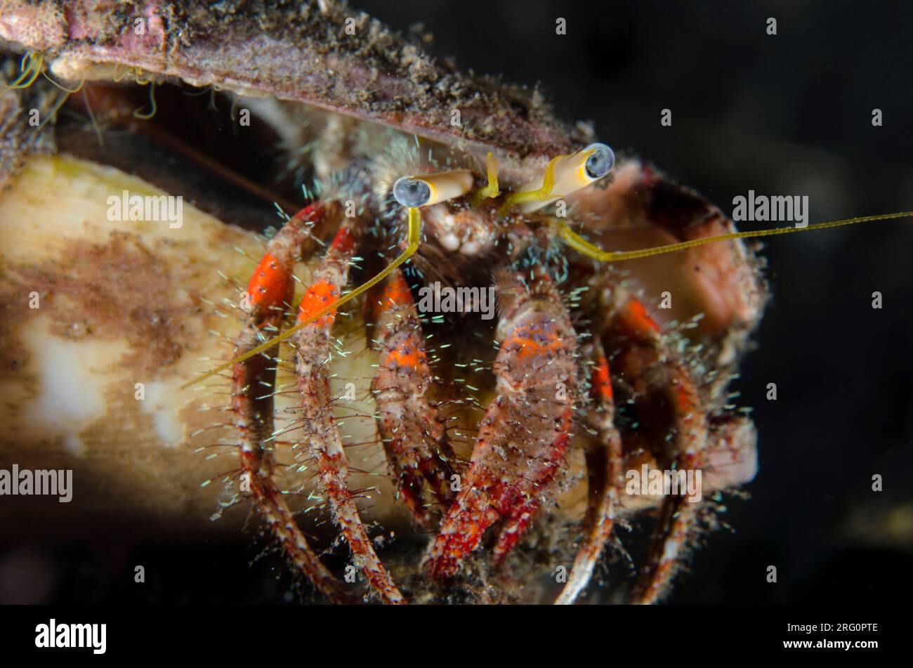 Dark Knee Hermit Crab, Dardanus lagopodes, in shell, night dive, TK1 dive site, Lembeh Straits, Sulawesi, Indonesia Stock Photo