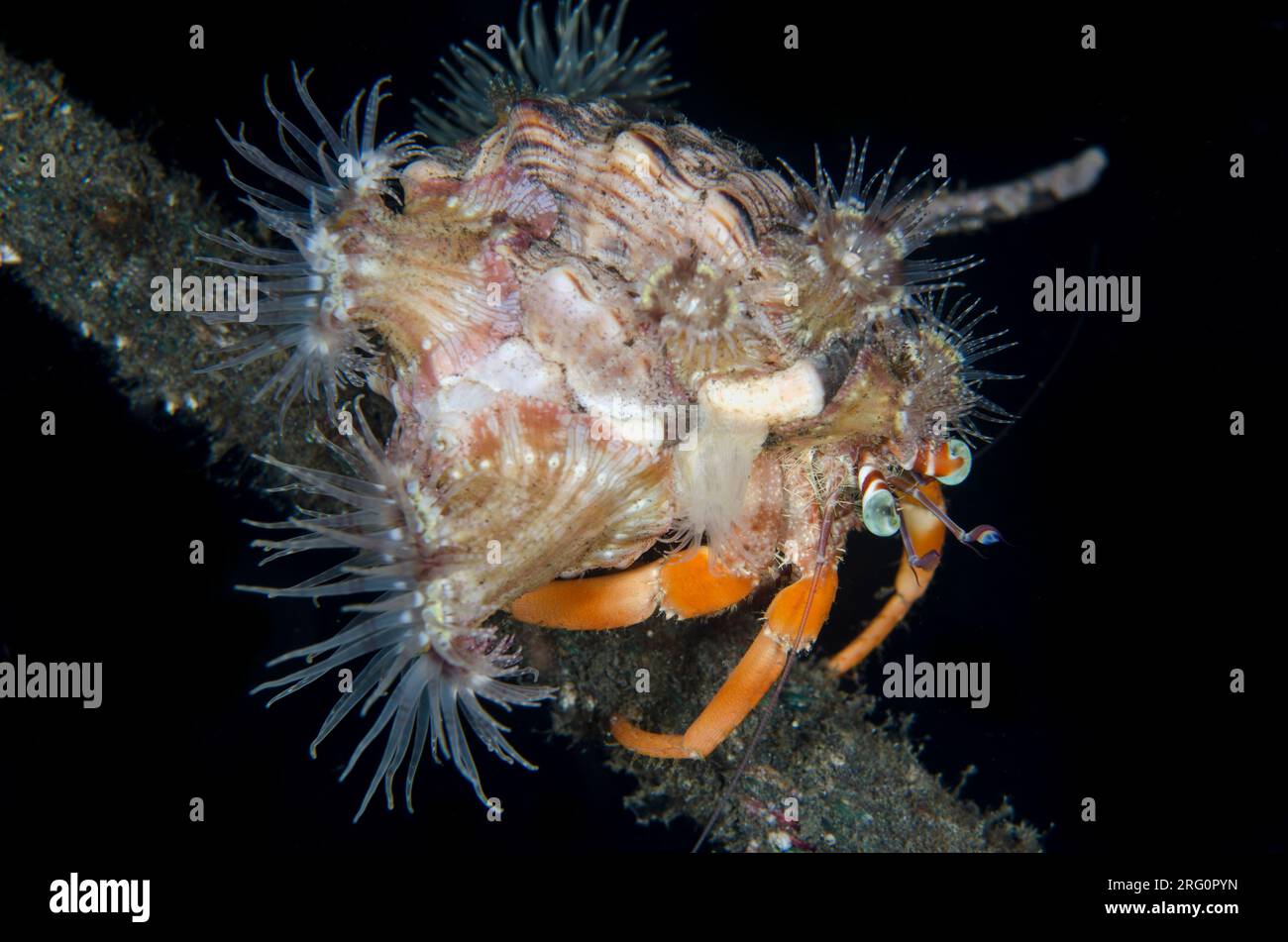 Anemone Hermit Crab, Dardanus pedunculatus, with Sea Anemones, Calliactis polypus, on shell for camouflage and protection, night dive, TK1 dive site, Stock Photo