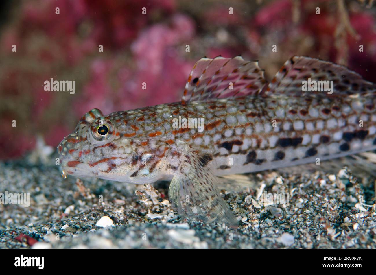 Decorated Goby, Istigobius decoratus, Batu Sandar dive site, Lembeh Straits, Sulawesi, Indonesia Stock Photo