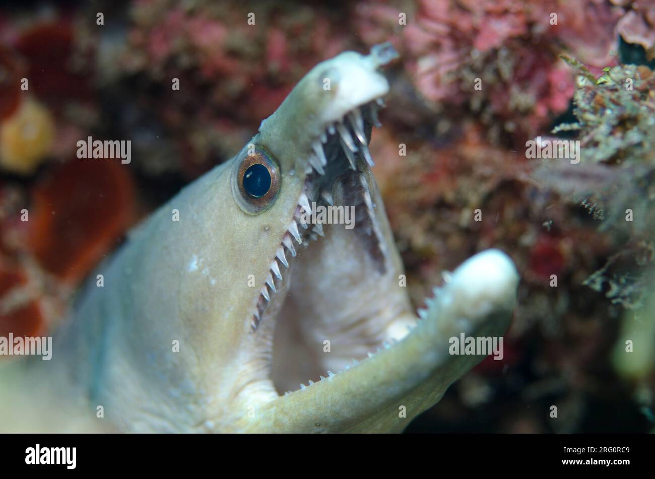 Bentjaw Moray, Enchelycore schismatorhynchus, Batu Sandar dive site, Lembeh Straits, Sulawesi, Indonesia Stock Photo